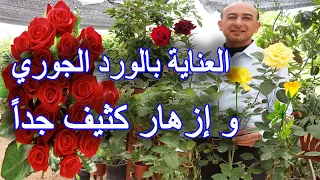 Caring For Rose Plant To Get Heavy Flowering 