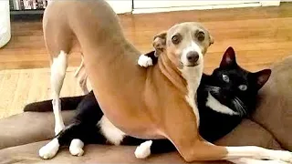Sometime Dogs Scared Of Cats 😹🐶- Hilarious Moments Caught on Camera