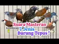 Download Lagu MASTERAN KASAR ! Kombinasi suara 7 jenis burung Tepus ! suara burung kicau