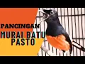 Lagu PANCINGAN PASTOL NGOTOT TRAH BAHOROK//Murai Pastol Usia 6 Bulan.
