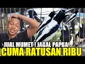 MIRIS ! DULU JUTAAN SEKARANG JAGAL PAPUA BLOROK CUMA RATUSAN RIBU DIKIOS LANGGENG JAYA