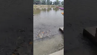 Facebook Love Bolleywoodsong Woodart Fb Tattoo Woodcarving Fbi Art Fish 