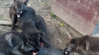 Black Canadian Wolf в прямом эфире!