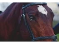 Download Lagu Just Hold On || Horse Jumping Music Video