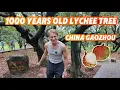 Download Lagu Gaozhou, China: Where Lychee Tastes Like HEAVEN!