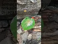 Download Lagu Setangkai anggrek bukan telah mekar kembali. Seperti cinta kasih kita. #damai #renungnahidup #hope