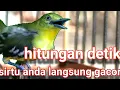 Download Lagu Kicoan Sirpu Ngerol // Efektif Buat Pancingan