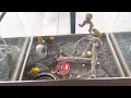 Small Parrots and Parakeets at Petland Frisco
