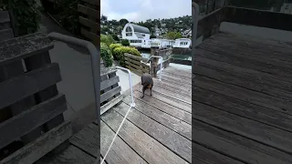 #fyp #dream #youtube #pets #doberman