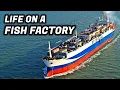 Download Lagu Life On The World's LARGEST Floating Fish Factory
