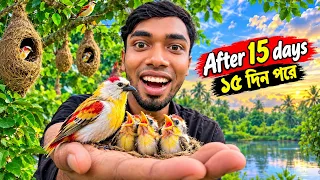 বাবুই পাখির ছানাগুলো একটু বড় হল ! Babui pakhir chana boro holo!mD_baker