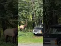 Elk vs Human