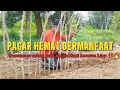 Download Lagu 🔴 Bikin pagar dari batang singkong supaya tanaman cabai aman dari ayam tetangga 🔥🔥