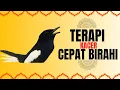 Download Lagu 48 | kacer gacor SUARA NGRISTAL FUL ISIAN KASAR KONSLET paling AMPUH buat PANCINGAN KACER agar EMOSI