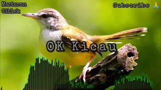 suara masteran burung ciblek burungkicau kicaumania ciblekmania