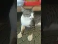 Download Lagu si aldo lagi malas divideo in#vlogfree #kalbar #short #short #cats #kucing #catsvirals