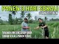Download Lagu Punya Tanaman Ini Angsuran Aman,Tanam Sekali Panen Terus
