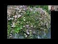 Yuki Cherry Blossom Deutzia Proven Winners Spring-Blooming Shrub