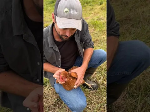 Can any animal be hypnotized?#shorts