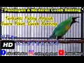 Download Lagu TERBUKTI PALING AMPUH SUARA PIKAT CUCAK RANTING GACOR - Mp3 Pikat Cucak Ranting