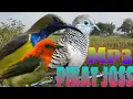 Download Lagu SUARA BURUNG PERKUTUT KEMADE SOGON RIBUT