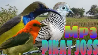 Download SUARA BURUNG PERKUTUT KEMADE SOGON RIBUT MP3