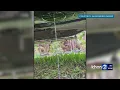 Gas thieves at it again drilling holes in gas tanks on the Big Island