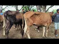 Download Lagu 6 juta !! Obral Murah Babon Kurus !! Cocok untuk Penggemukan !! Pasar Sapi Jatirogo 