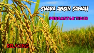 Download Relax Otak - Suara Angin Lembut di Sawah Membuat Rileks dan Refresh, Relaxing For Sleep MP3