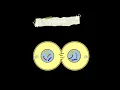 Science biology project mitosis stages for school