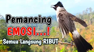 100 ampuh untuk masteran suara kutilang ribut