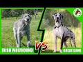 Irish Wolfhound vs Great Dane - Which One is Right For You