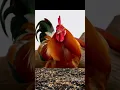 Download Lagu rooster crows sound MP3