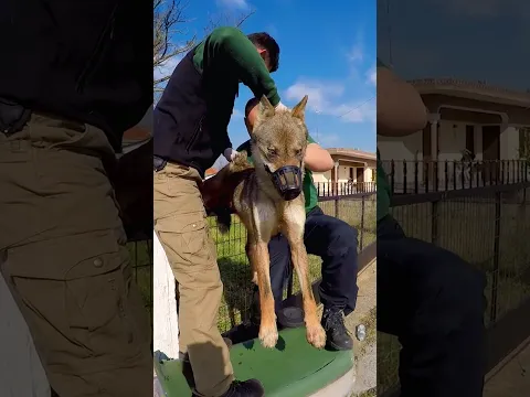 Terrified wolf was trapped for hours in metal fence 💔