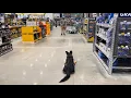 Brutus the GSD Puppy Off-leash Obedience Pt 2 - K9one Dog Training