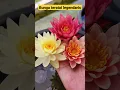 Download Lagu bunga teratai legendaris waterlilies #bungateratai #teratai