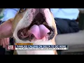 Brady the lost then found dog from Tampa International still separated from his family in Bermuda