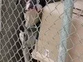 New Arrivals at Animal Shelter in Texarkana