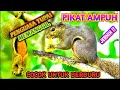 Download Lagu 🔴 SUARA PIKAT TUPAI - BAJING AMPUH !! ( PASTI DATANG )