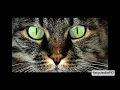 Ultrabeat - Pretty Green Eyes (HQ)