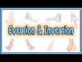 31 Eversion Inversion Terms 2D Animation