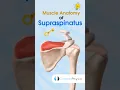 Supraspinatus Anatomy