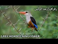 Download Lagu Grey Headed Kingfisher (Arabic: رفراف أرمد الرأس) | Fayfa | Saudi Arabia