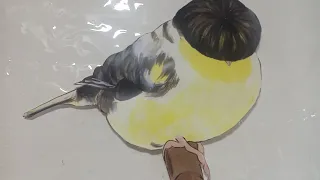 compras para el aviario
