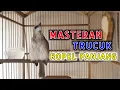 TRUCUK GACOR ROPEL NGELAGU MEWAH COCOK UNTUK MASTERAN TRUCUK MUDA BAHAN AGAR CEPAT ROPEL