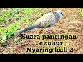 Download Lagu SUARA TEKUKUR NYARING KUK 2 MAEN TANAH..
