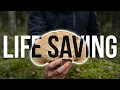 Birch Polypore Health Benefits Otzi s Secret Life Saving Mushroom