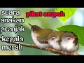 Download Lagu SUARA ANAKAN PRENJAK KEPALA MERAH COCOK BUAT PIKAT PRENJAK ANAKAN