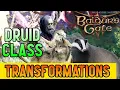 Baldur s Gate 3 - Druid Class Shapes Dire Wolf Badger Polar Bear Cat Spider