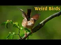 Download Lagu Vogels van het Verenigd Koninkrijk – 15 vreemde soorten waarvan je het bestaan niet gelooft